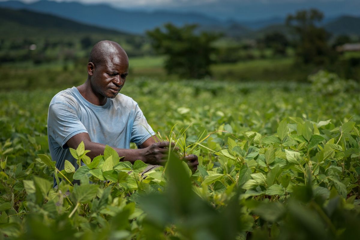 A farmer inspecting his crop in the field