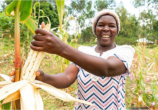 A smiling farmer holding a fresh maize cob